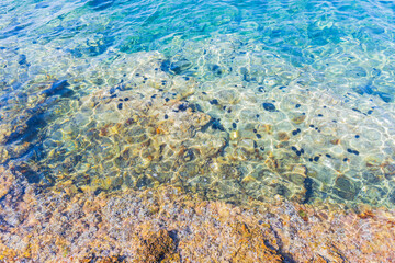 Clear water revealing sea urchins on rocky seabed in Mediterranean