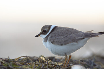 Common ringed plover