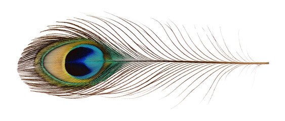 Obraz premium A peacock feather on a transparent PNG or white background.