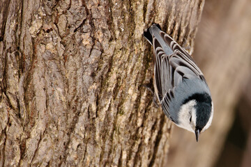 Nuthatch on elm in winter climbing down tree in Wisconsin