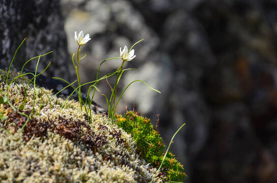 Small white flowers grow in the mountains on a rock in the moss, Gagea serotina