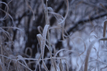 Frost on the grass, grey winter day