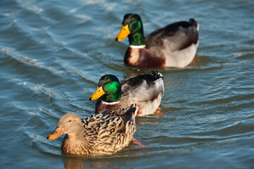 Mallards swimming in the harbor in mid-winter, Port Washington harbor, Port Washington, Wisconsin