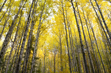 Birch forest, autumn birches, yellow foliage