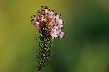 Flores de brezo de invierno erica multiflora floreciendo en el mes de octubre en el parque natural Sierra de Mariola, Alcoy, Espa&ntilde;a