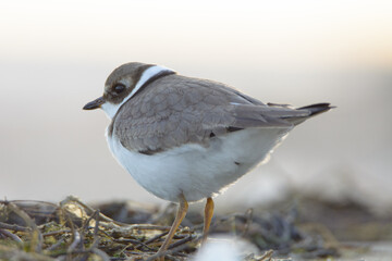 Common ringed plover