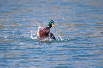 Montreal Mallard cleaning in a pond