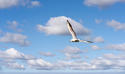 Obraz premium seagull in flight