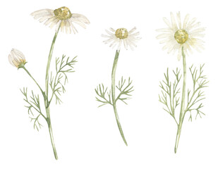 Watercolor hand drawn botanical daisy meadow florals illustration set, graphic wildflowers clipart, chamomile