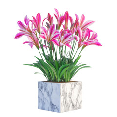 Obraz premium Lily flower in marble pot, white isolate background