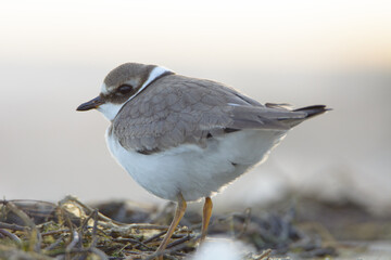 Common ringed plover