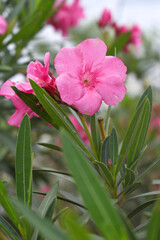 Nerium oleander in bloom, Pink siplicity bunch of flowers and green leaves on branches, Nerium...