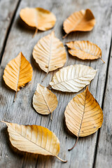 Fototapeta premium Sassafras Leaves on Rustic Wood Background