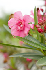 Obraz premium Nerium oleander in bloom, Pink siplicity bunch of flowers and green leaves on branches, Nerium Oleander shrub Pink flowers, ornamental shrub branches in daylight, bunch of flowers closeup