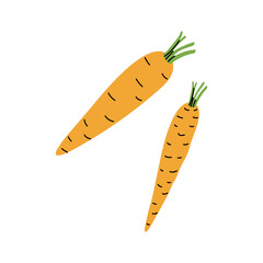 Two vibrant orange carrots with leafy greens on top isolated on a white background