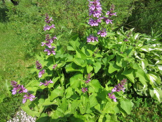 Fototapeta premium Different Macro Flowers during summer time in Belarus
