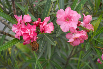 Nerium oleander in bloom, Pink siplicity bunch of flowers and green leaves on branches, Nerium...