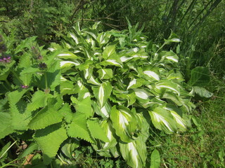 Obraz premium Different Macro Flowers during summer time in Belarus