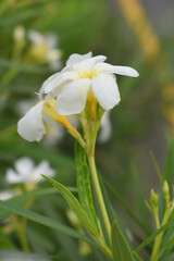 Fototapeta premium Nerium oleander in bloom, White siplicity bunch of flowers and green leaves on branches, Nerium Oleander shrub white flowers, ornamental shrub branches in daylight, bunch of flowers closeup