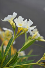Nerium oleander in bloom, White siplicity bunch of flowers and green leaves on branches, Nerium...