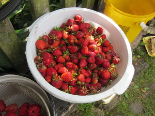 Red Strawberries and Wild Strawberries in a backet on the table in Belarus