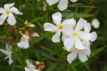 Nerium oleander in bloom, White siplicity bunch of flowers and green leaves on branches, Nerium...