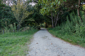 Gravel Pathway Leading Through Lush Green Forest