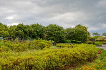 Fototapeta premium Lush Garden Landscape with Blooming Trees Under Cloudy Sky