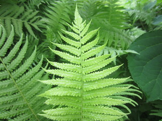 Green leaves in Closeup Mode during summer in Belarus