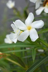 Fototapeta premium Nerium oleander in bloom, White siplicity bunch of flowers and green leaves on branches, Nerium Oleander shrub white flowers, ornamental shrub branches in daylight, bunch of flowers closeup