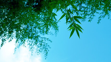 Refreshing Summer Scene, Bamboo Leaves and Clear Blue Skies