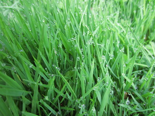 Obraz premium Dew Drops on the morning Grass in Belarus