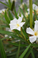 Nerium oleander in bloom, White siplicity bunch of flowers and green leaves on branches, Nerium...