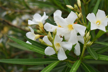 Naklejka premium Nerium oleander in bloom, White siplicity bunch of flowers and green leaves on branches, Nerium Oleander shrub white flowers, ornamental shrub branches in daylight, bunch of flowers closeup