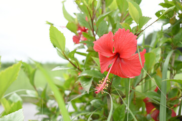 flower of Shoeblackplant plant, red Shoeblackplant flower, shoeblackplant flowers bloom among its dense leaves, Beautiful red flower closeup, Chakwal, Punjab, Pakistan