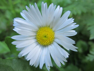 Fototapeta premium Chamomile white flower with yellow middle