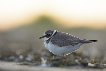 Common ringed plover