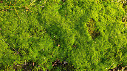 Green moss. Background for design. Apocalyptic mood, selective focus  