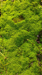 Green moss. Background for design. Apocalyptic mood, selective focus  