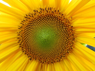 Obraz premium Yellow Sunny Sunflowers on the Field in Belarus