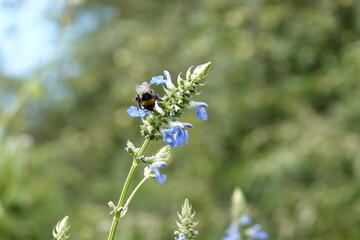 Salvia farinacea with a bee