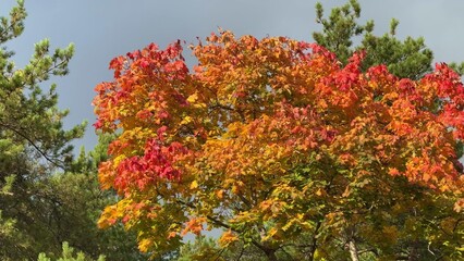 beautiful tree edge, red and yellow autumn tree on sunny day against blue sky landscape