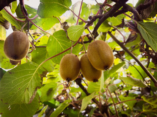 Kiwi plant with Kiwi fruits