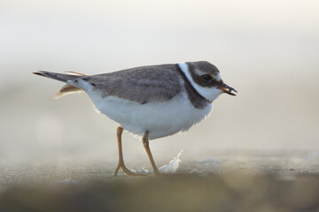 Common ringed plover