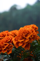 Flores de cempasúchil con gotas de agua