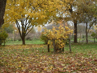 Golden Autumn in village in Belarus