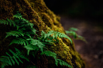 Ferns Growing on Mossy Tree Trunk in Forest