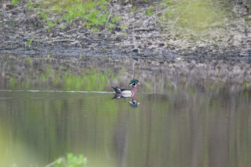 Wood Duck Drake swimming down stream