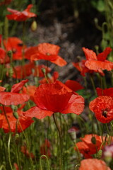 poppies in Pompeii