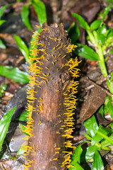 Calocera cornea (Club-like Tuning Fork) fungi in Sao Francisco de Paula, Brazil